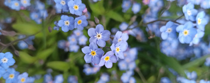 A close up photo of forget-me-nots
