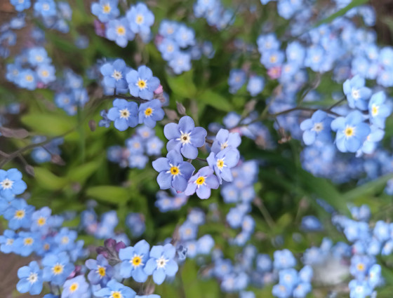 A close up photo of forget-me-nots